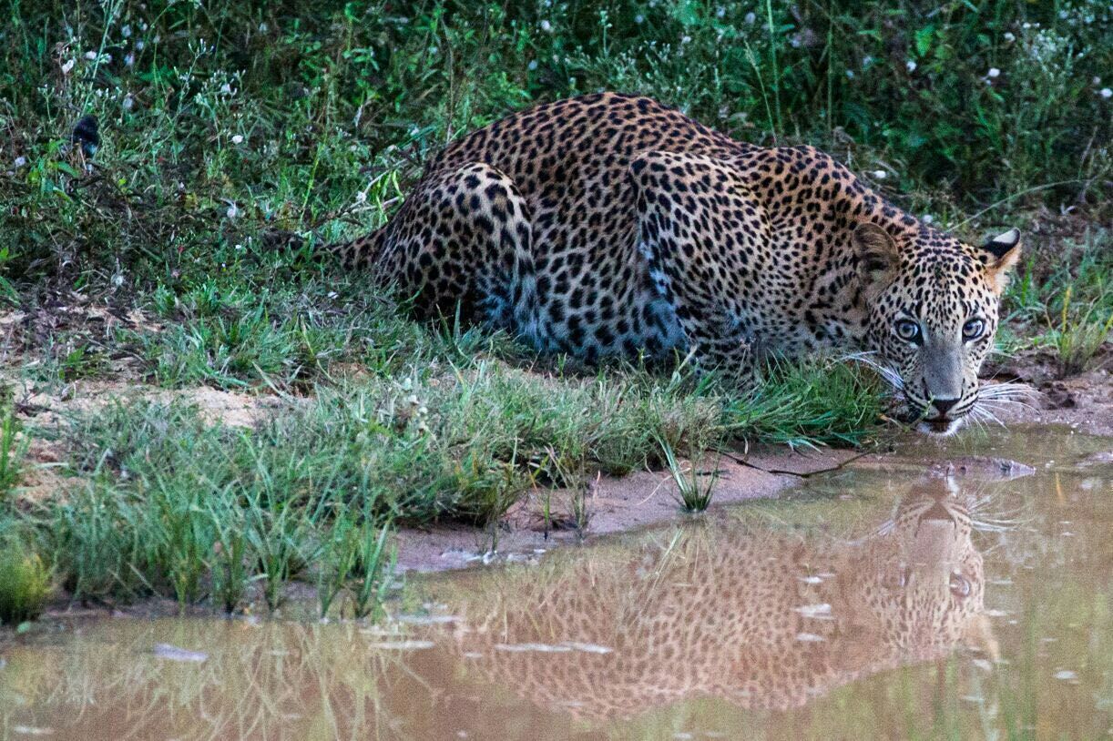 Wild Life Beauty of the Sri Lanka